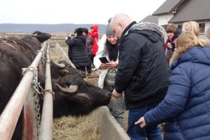 Ферма Карпатський буйвіл, Виноградів